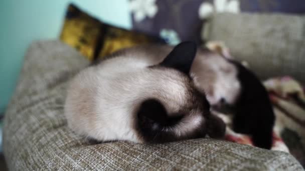 Уставшая кошка лежит на подушке — стоковое видео