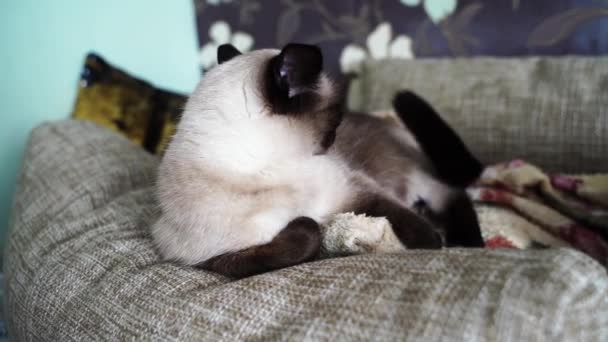 Cansado gato interior acostado en la almohada — Vídeos de Stock