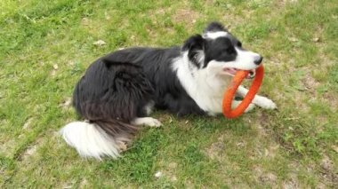 Yeşil Çim 'de Mutlu Sınır Çobanı. Köpek eğitimi