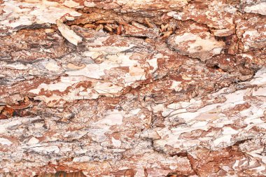 Çam ağacı dokusu. Cedar makro arka plan. Ahşap doğa yüzeyi