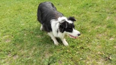 Yeşil Çim 'de Mutlu Sınır Çobanı. Köpek eğitimi