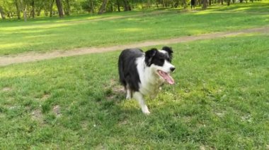 Yeşil Çim 'de Mutlu Sınır Çobanı. Köpek eğitimi