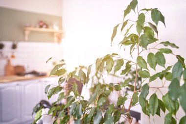 Moda çiçeği. Yatak odası iç tasarımı. Minimum buket. Çimen dekorasyonu