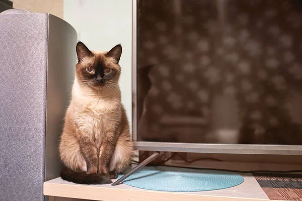 Gato tailandês sentado em casa puro tv painel — Fotografia de Stock