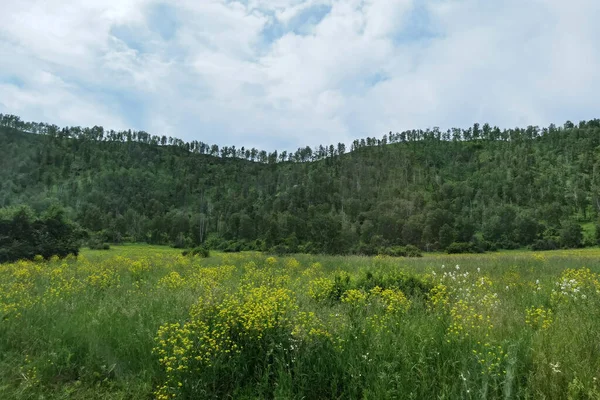 Tatil manzarası. Rus Altai dağları. Çoklu bölge. Kalıcılık kavramı — Stok fotoğraf