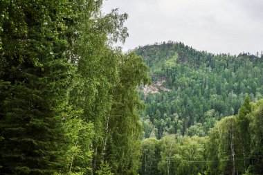 Tatil manzarası. Rus Altai dağları. Çoklu bölge. Kalıcılık kavramı
