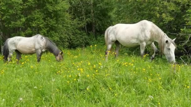 Paisaje de vacaciones. Caballo al aire libre en la noche. Montañas rusas de Altai. Multa. — Vídeo de stock