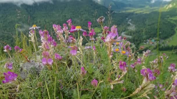 Paesaggio di vacanza. Montagne russe dell'Altai. Regione Multa. Prato con fiori — Video Stock