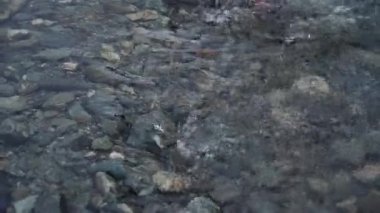 Tatil manzarası. Rus Altai dağları. Çoklu bölge. Tatil evde.