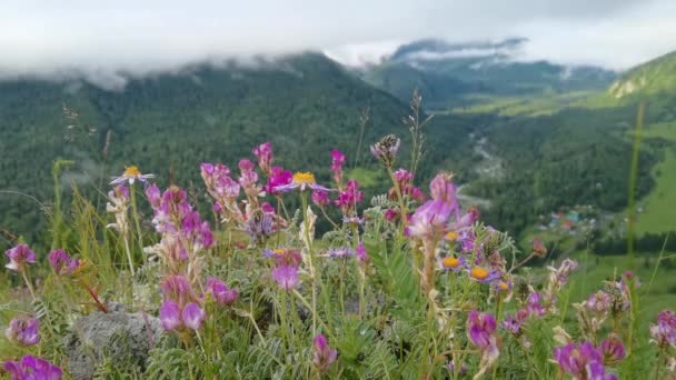 Paesaggio di vacanza. Montagne russe dell'Altai. Regione Multa. Prato con fiori — Video Stock