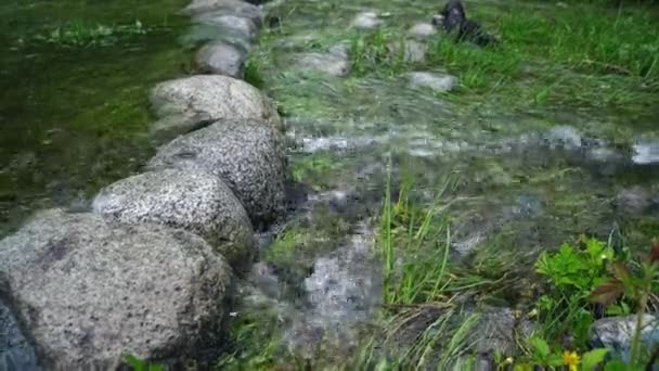 Ferielandskab. Russiske Altai-bjerge. Multa-regionen. Ferie i hjemmet – Stock-video