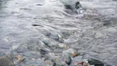 Tatil manzarası. Rus Altai dağları. Çoklu bölge. Tatil evde.