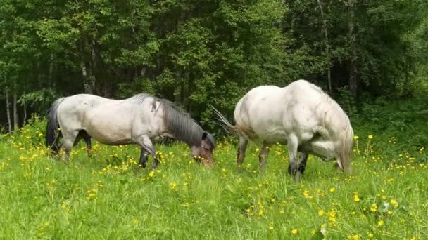 Paesaggio di vacanza. Cavallo all'aperto di sera. Montagne russe dell'Altai. Multa — Video Stock