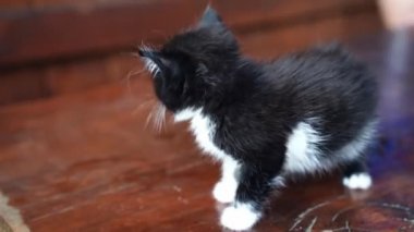 Tahta masadaki küçük kedi. Siyah ve beyaz renkler