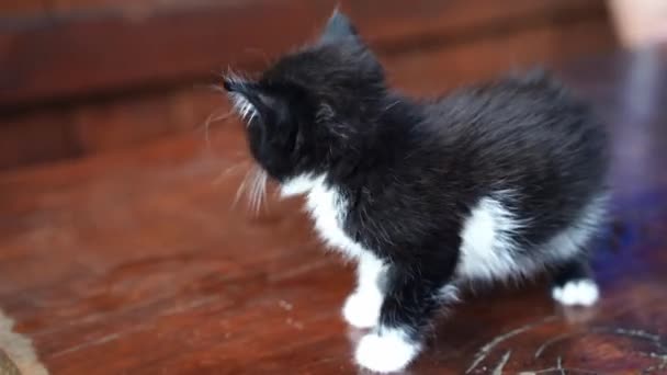 Malá kočka na dřevěném stole. Černobílé barvy — Stock video