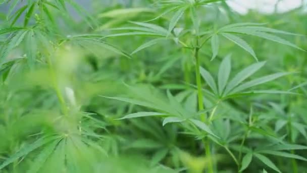 Cannabis grüne Pflanze. Gesetzesfeindliches Kraut. Cbd-Feld. Hanfgarten. Hintergrund der Medizin — Stockvideo