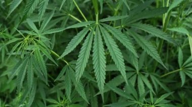Kenevir yeşili bitki. Kanun karşıtı bitki. Cbd alanı. Kenevir bahçesi. Tıp arkaplanı