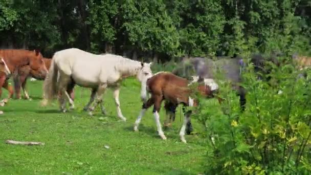 Nyaralási táj. Ló a szabadban este. Orosz Altai-hegység — Stock videók