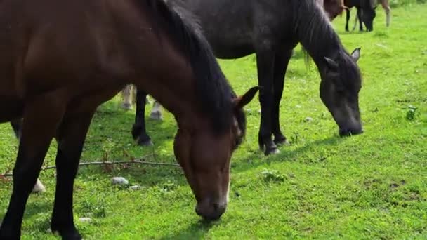 Paesaggio di vacanza. Cavallo all'aperto di sera. Montagne russe Altai — Video Stock