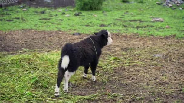 Yak blanco y negro en el zoológico. Comiendo hierba en la granja. Retrato de vaca de pelo largo. ¡Altay! — Vídeos de Stock