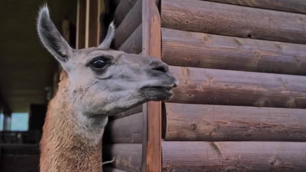 Brown lama in zoo. Eating vegetable at farm. People hand. — Stock Video