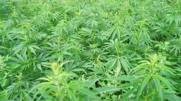 Cannabis grön växt. Anti juridik ört. Cbd-fält. Hampa trädgård. Medicinsk bakgrund — Stockvideo
