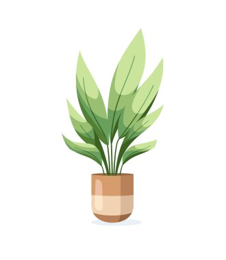Çiçek saksısındaki ev bitkisi beyaz arka planda düz bir şekilde izole edilmiş. Vektör illüstrasyonu