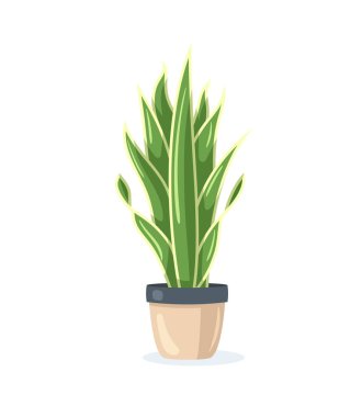 Çiçek saksısındaki ev bitkisi beyaz arka planda düz bir şekilde izole edilmiş. Vektör illüstrasyonu