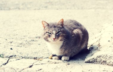 katta oturan ev atya kedi