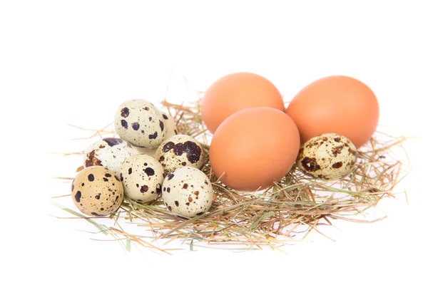 Eggs — Stock Photo, Image