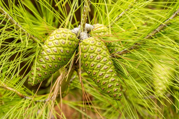 Cones on a green branch — Stock Photo, Image