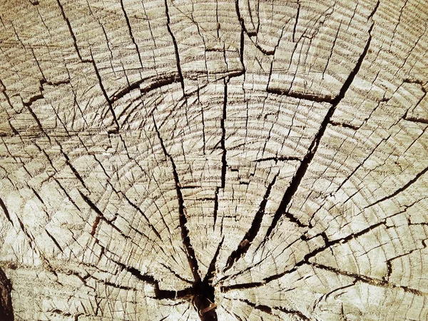 Grunge wood texture — Stock Photo, Image