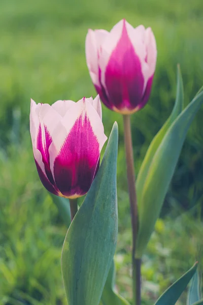Pink vintage tulips — Stock Photo, Image