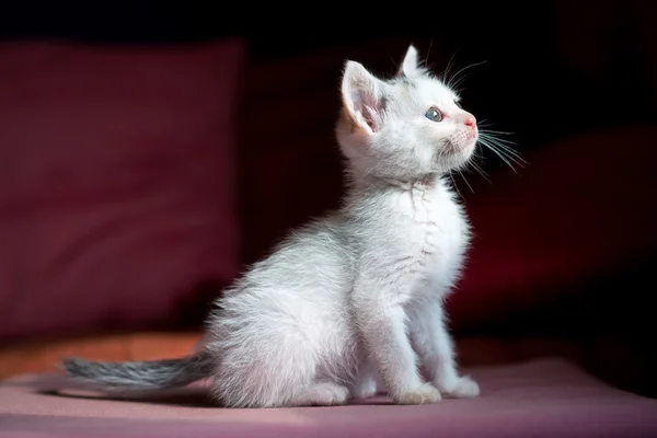 Işığa bakarak yavru kedi — Stok fotoğraf