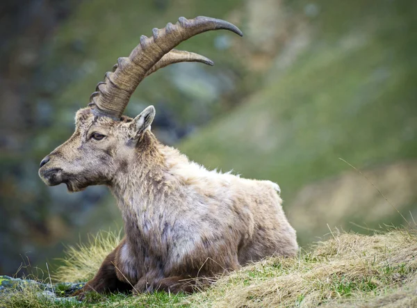 Steinbock — Stock Photo, Image