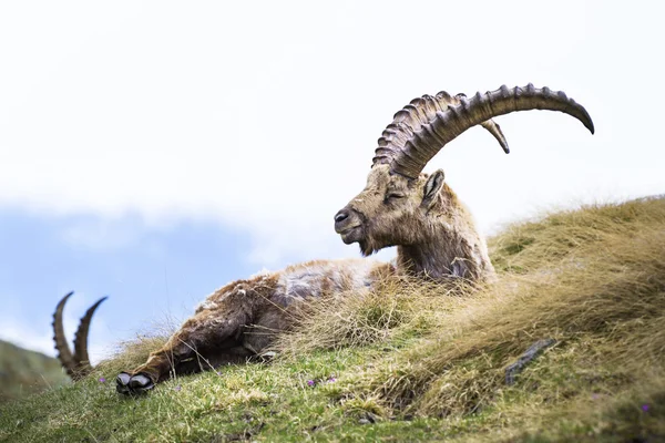 Steinbock — 图库照片