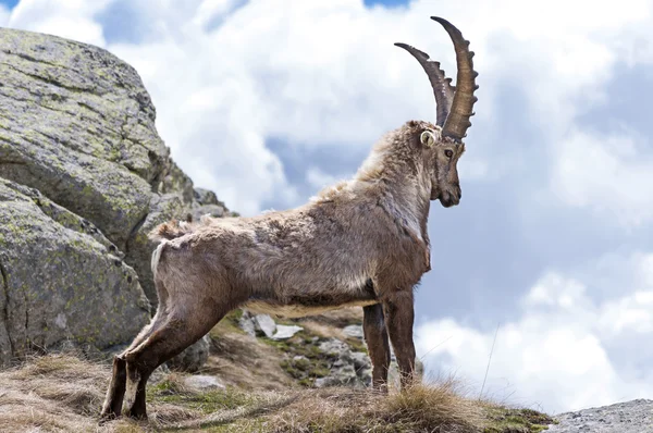 Steinbock — Fotografia de Stock