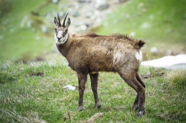 Chamois