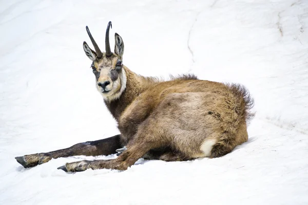 Chamois บนหิมะ — ภาพถ่ายสต็อก