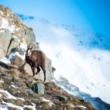 Chamois