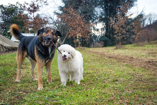 Köpekler oynuyor — Stok fotoğraf