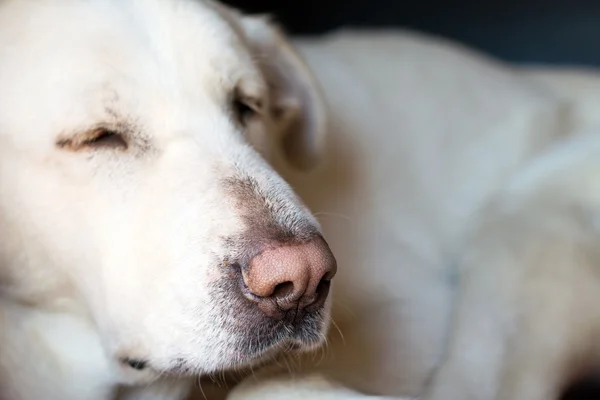 Spanish Mastiff in doghouse — Stock Photo, Image