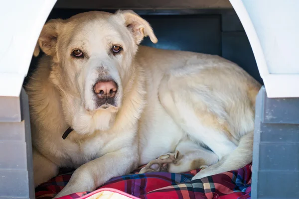 İspanyol Mastiff köpek kulübesi içinde — Stok fotoğraf