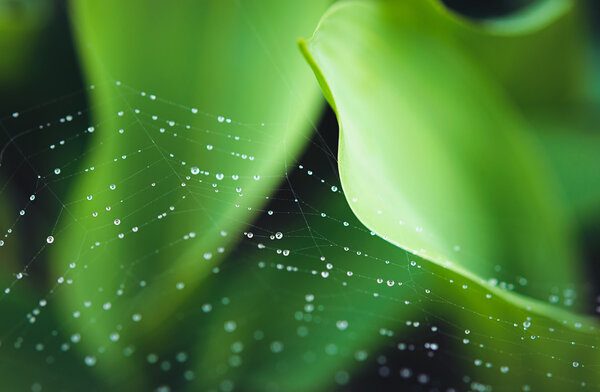 Raindrops on web