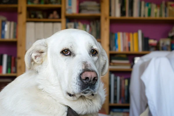 İspanyol Mastiff arka plan üzerinde kütüphane ile kanepede yatarken — Stok fotoğraf