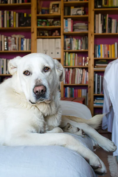 Spagnolo Mastiff sdraiato sul divano con biblioteca sullo sfondo — Foto Stock