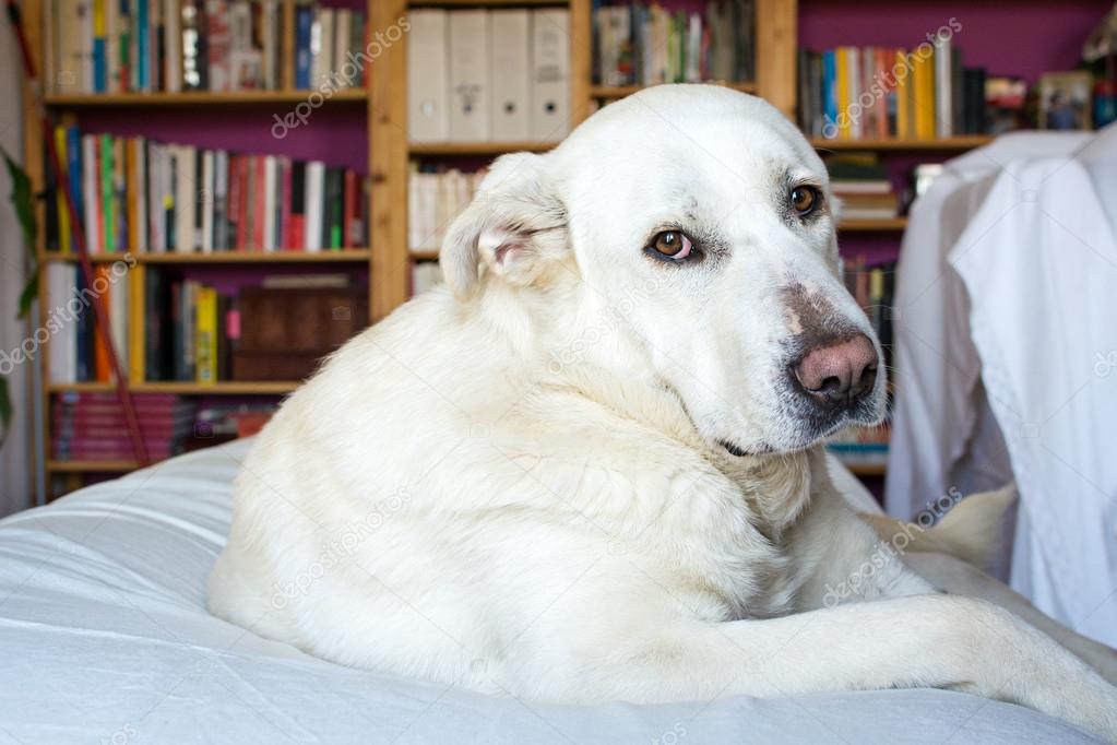 Spanish Mastiff lying on sofa with library on background