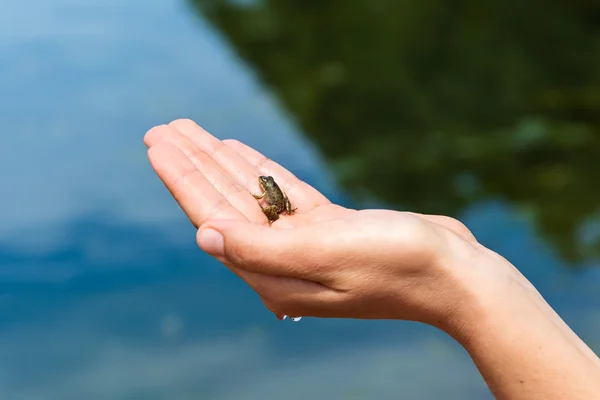 Frog in the hand — Stock Photo, Image