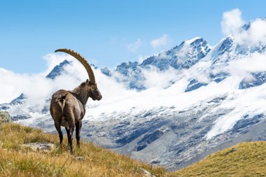 Alp dağ keçisi (capra ibex), gran paradiso Milli Parkı, İtalya