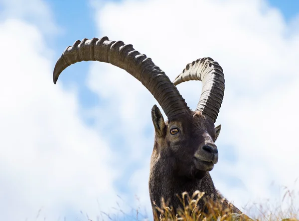 Alpine Ibex (Capra ibex), Parque Nacional Gran Paradiso, Italia — Foto de Stock